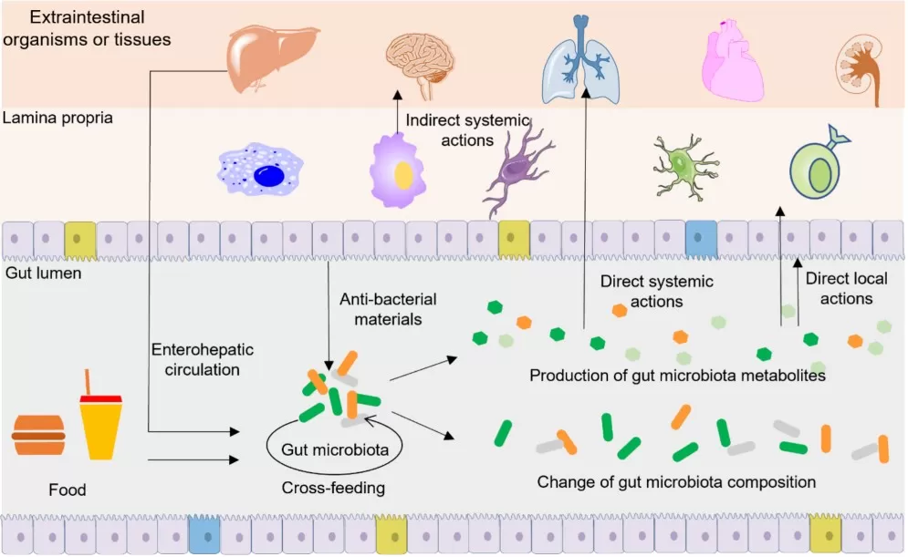 Ways gut microbiota metabolites act on targets
